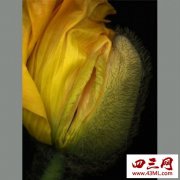 世界上最像女性生殖器的花是什么