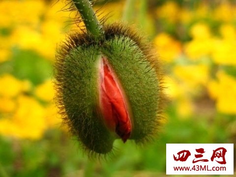 世界上最像女性生殖器的花，令人脸红的女人花