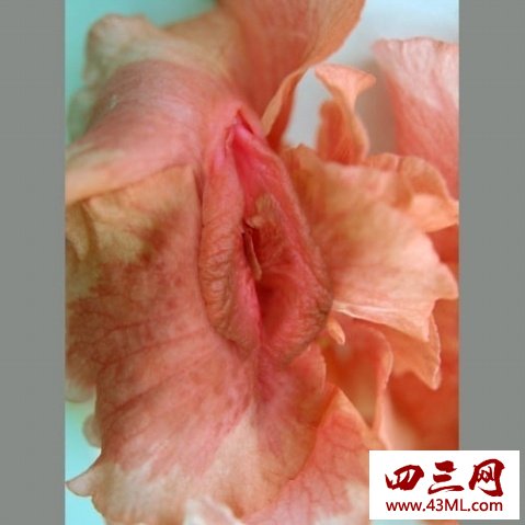 世界上最像女性生殖器的花，令人脸红的女人花