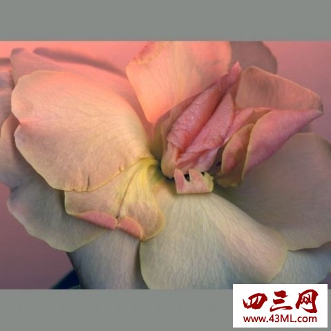 世界上最像女性生殖器的花，令人脸红的女人花