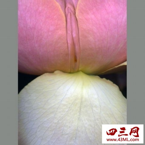 世界上最像女性生殖器的花，令人脸红的女人花