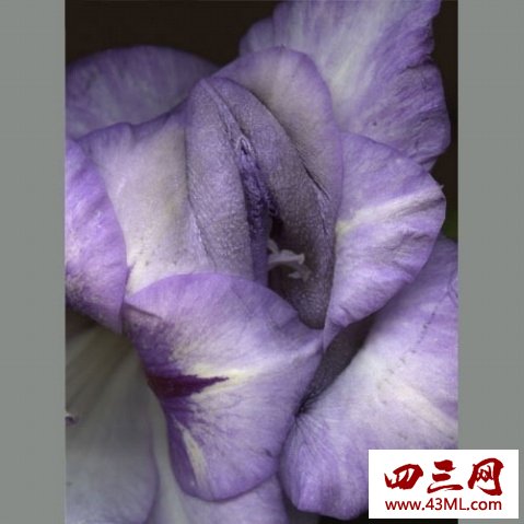 世界上最像女性生殖器的花，令人脸红的女人花