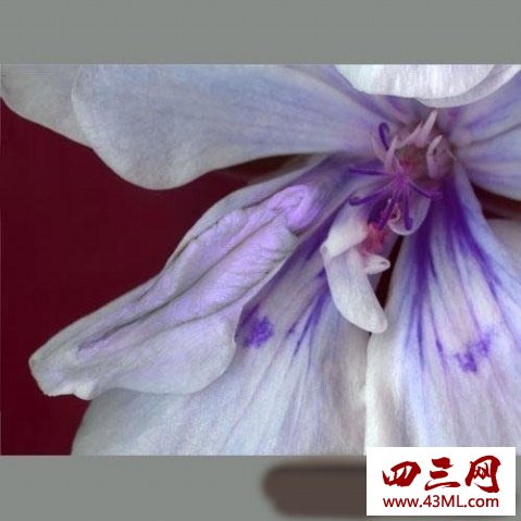 世界上最像女性生殖器的花，令人脸红的女人花