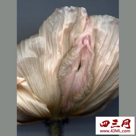 世界上最像女性生殖器的花，令人脸红的女人花