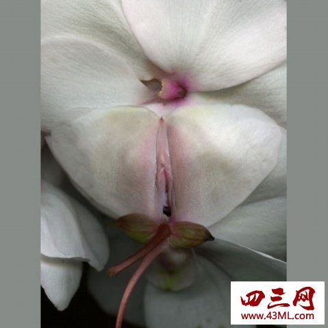世界上最像女性生殖器的花，令人脸红的女人花