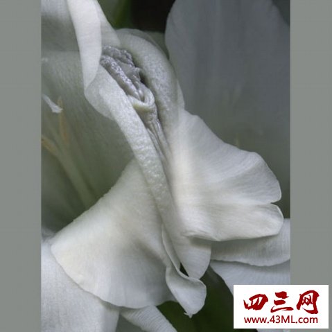 世界上最像女性生殖器的花，令人脸红的女人花