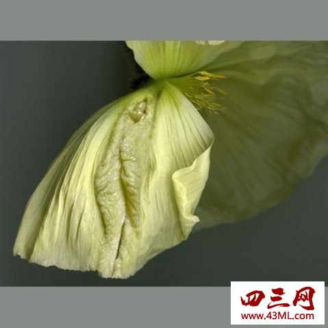 世界上最像女性生殖器的花，令人脸红的女人花