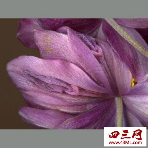 世界上最像女性生殖器的花，令人脸红的女人花