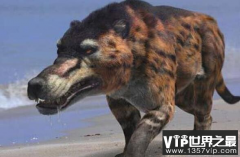 炉头狼，神农架附近的人应该听过