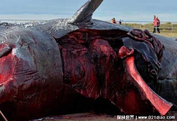  鲸鱼爆炸的原因 因为吃的太多身体扛不住(应妥善处理)