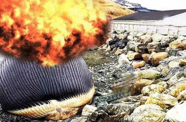  鲸鱼爆炸的原因 因为吃的太多身体扛不住(应妥善处理)
