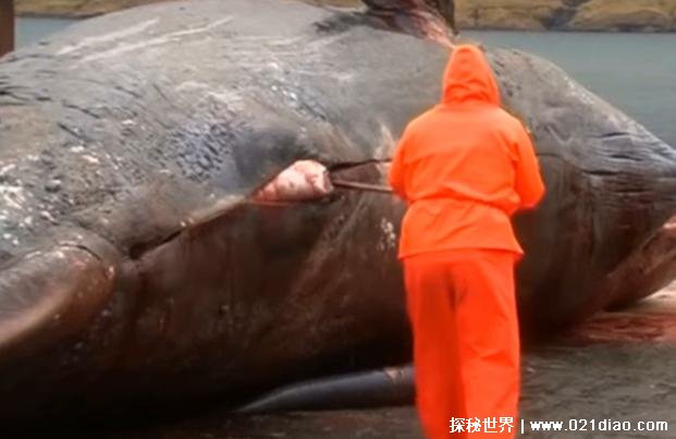  鲸鱼爆炸的原因 因为吃的太多身体扛不住(应妥善处理)