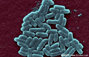 科学家培育出超级生命体 不会感染病毒和细菌(百毒不侵)