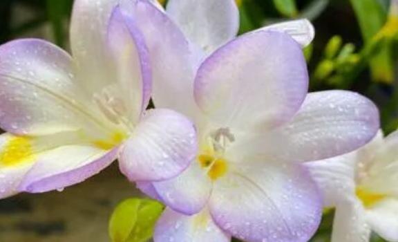 香雪兰的花语是什么?香雪兰如何养殖