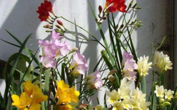 香雪兰的花语是什么?香雪兰如何养殖