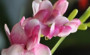 香雪兰不开花的原因是什么？香雪兰如何养护