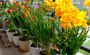 香雪兰不开花的原因是什么？香雪兰如何养护