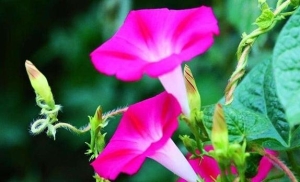 什么是牵牛花呢 ？牵牛花有什么作用呢