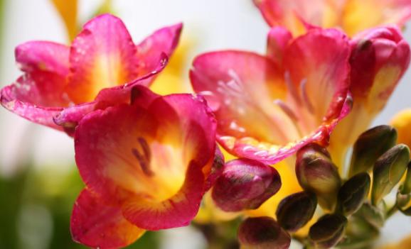 新买的香雪兰怎么养？阳台如何养香雪兰