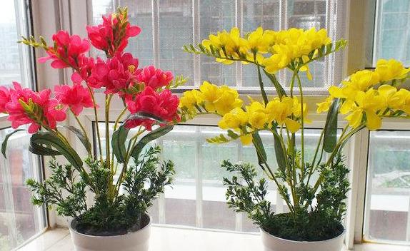 新买的香雪兰怎么养？阳台如何养香雪兰