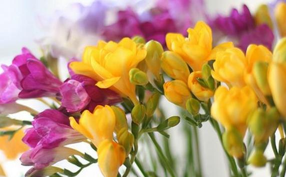 香雪兰是什么?香雪兰有毒吗