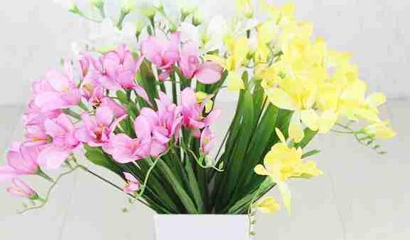 香雪兰是什么?香雪兰有毒吗