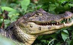 鳄鱼生活？鳄鱼会流泪