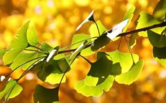 银杏树的特点有哪些银杏树品种有几种