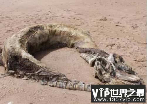 亲历营口坠龙老人证实龙的存在,专家解密遭到质疑