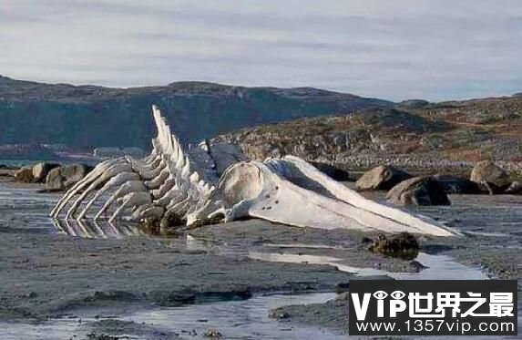 亲历营口坠龙老人证实龙的存在,专家解密遭到质疑