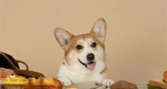 狗用维生素哪个牌子好排名前五的有哪些