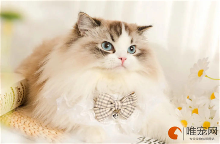 猫用维生素什么牌子好 排名前五的有哪些