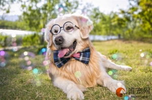 狗狗微量元素十大品牌有哪些 多久喂一次