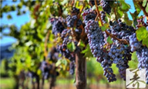 咳嗽能吃葡萄吗 咳嗽能吃葡萄吗