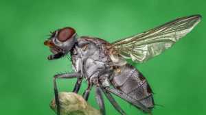 云南“尸香魔芋”开花，腥臭难闻犹如尸臭，却是为了“交配”