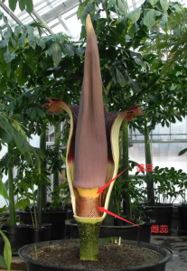 云南“尸香魔芋”开花，腥臭难闻犹如尸臭，却是为了“交配”