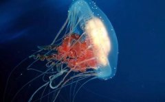 水母属于什么类动物水母的生活环境是样的