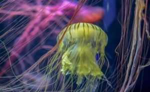 水母属于什么类动物？水母的生活环境是怎么样的呢