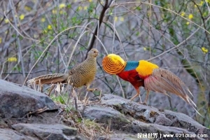 山西老人误将国家保护动物当凤凰 养了4年(带来经济效益)