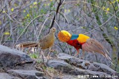 山西老人误将国家保护动物当凤凰养了4年？带来经济效益