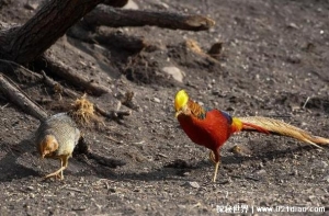 山西老人误将国家保护动物当凤凰 养了4年(带来经济效益)