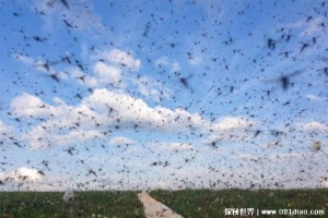 为什么北极圈内有那么多蚊子 保护生态平衡(昼夜温差大)