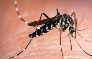 为什么北极圈内有那么多蚊子 保护生态平衡(昼夜温差大)