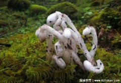 苗族自治县发现罕见植物水晶兰被称冥界之花？通体洁白