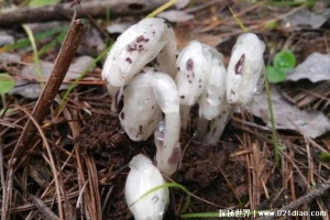  苗族自治县发现罕见植物 水晶兰被称冥界之花(通体洁白)
