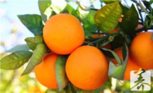 沃柑和黄金柑哪个好吃