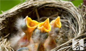 燕窝怎么做最有营养