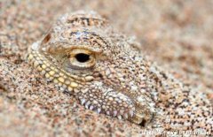 科学家发现异类蜥蜴绻尾沙蜥肚子里都是沙子