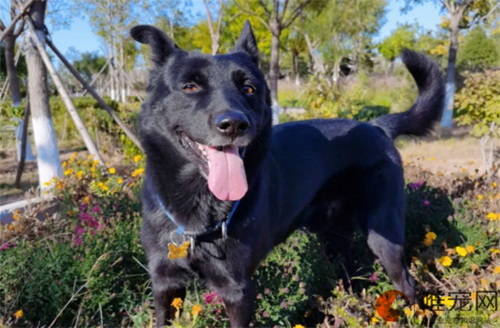 发了情的狗狗怎么处理 见血了几天能配 发了情的狗狗怎么处理 见血了几天能配