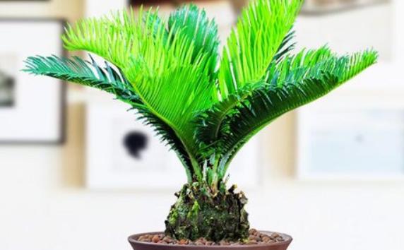 苏铁属于哪类植物?苏铁能开花吗